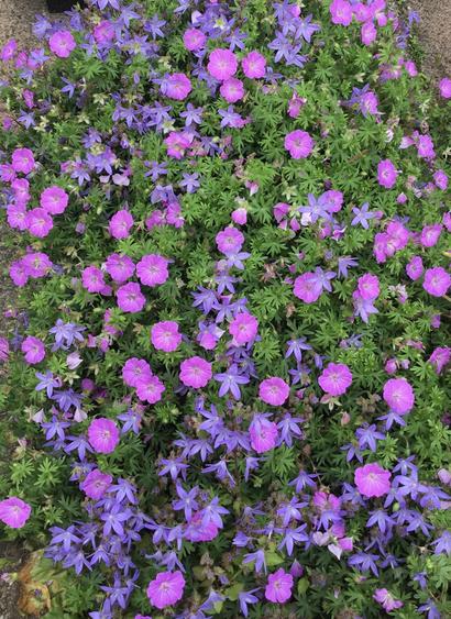 A mixture of pink geraniums and purple campanula with vibrant green foliage