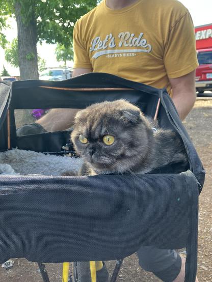 A grey Scottish fold cat with huge yellow eyes sitting in a grey basket mounted on the front of a bike.