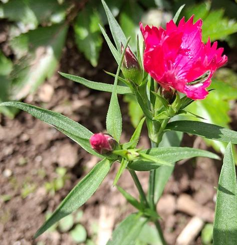 closeup of bright red Sweet William (dianthus) flower