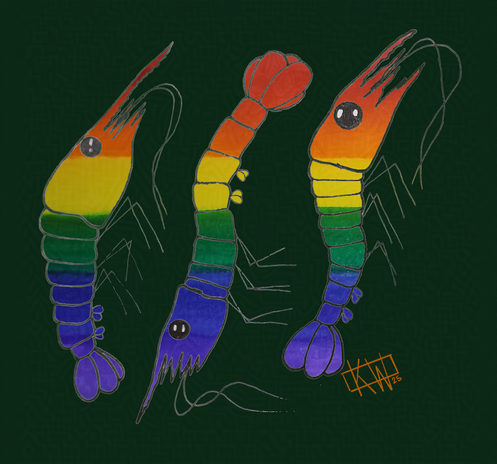 3 ink & watercolor shrimp decked out in their rainbow best for Pride Month, having a wonderful day!