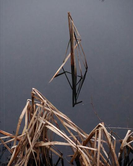Dried reeds protrude from the still water, creating a mirror-like reflection. The brown reeds form a triangular shape, contrasting against the calm, dark surface of the water.