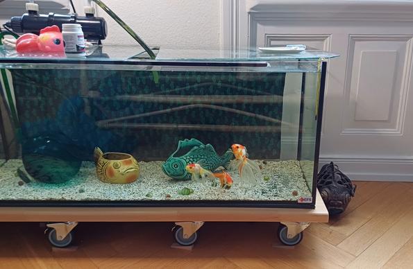 Mein Aquarium in der Frontalsicht