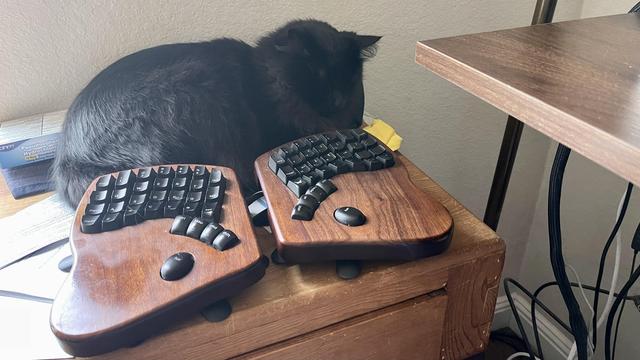 Adult black cat curled up and napping behind a split keyboard
