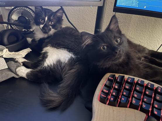 The black kitten and his brother look at you from their napping spot behind a split keyboard
