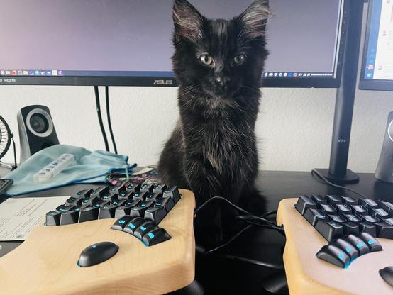 Tiny black kitten sits and watches you from the other side of a split keyboard
