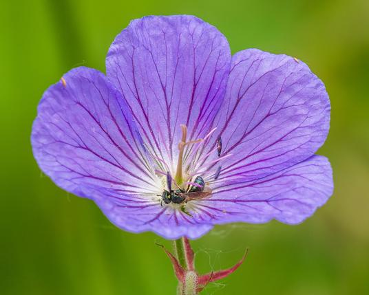 Closeup photograph of a geranium flower with a bee (possibly Ceratina calcarata aka spurred ceratina). The bee has a dark metallic green exoskeleton and amber wings and is on its side circling the base of the stamens at the bottom of the flower. This variety of geranium has wide, teardrop-shaped, overlapping purple petals with dark purple veining that radiate from a center that contains ten purple stamens with dark purple anthers and a white-yellow pistil.