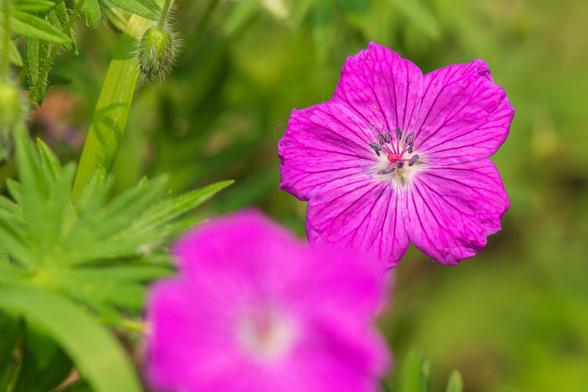 Photograph of a geranium flower surrounded by out of focus flowers and green foliage. This variety of geranium has wide, teardrop-shaped, overlapping hot pink petals with hot pink veining that radiate from a center that contains ten hot pink stamens with dark purple anthers and a red pistil.