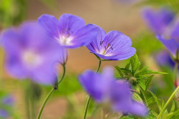 Photograph of a geranium flower surrounded by out of focus flowers and green foliage. This variety of geranium has wide, teardrop-shaped, overlapping purple petals with dark purple veining that radiate from a center that contains ten purple stamens with dark purple anthers and a white-yellow pistil.