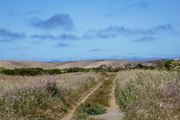 This image shows a dirt path or trail winding through golden, dried grassland dotted with purple wildflowers. The landscape appears to be coastal scrubland or prairie, with low shrubs and vegetation extending toward rolling hills in the background. A dramatic cloudy sky dominates the upper portion of the frame, creating a moody, expansive feeling typical of wild, open countryside.
