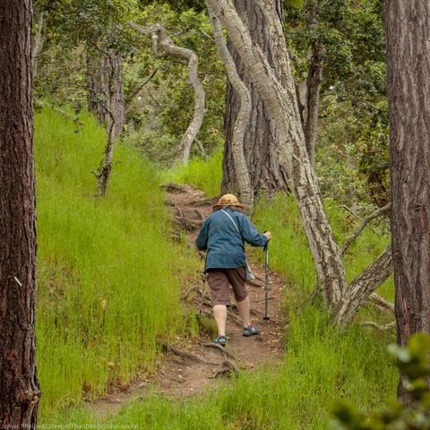 A hiker in a blue jacket and hat walks along a dirt trail through a lush green landscape, using a walking stick. The path winds between gnarled, leafless trees with textured bark, while bright green grass covers the ground. The scene captures a peaceful moment of someone exploring nature on foot.
