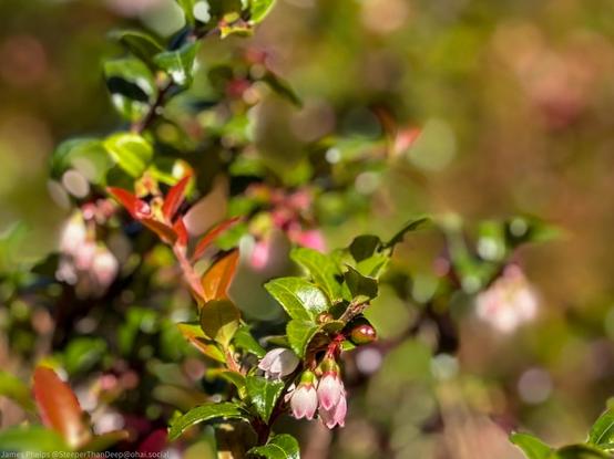 This photo shows a huckleberry plant with small, delicate pink bell-shaped flowers hanging from green stems among glossy leaves. The shallow depth of field keeps the flowers in sharp focus while creating a soft, blurred background of warm greens and browns. The pink blooms are the precursors to the dark berries that will develop later in the season.