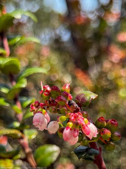 This image shows a cluster of small pink bell-shaped flowers on a plant with colorful foliage that transitions from green to deep red and purple. The shallow depth of field creates a beautiful bokeh effect in the background, with soft, blurred circles of light filtering through what appears to be forest vegetation. The vibrant colors and delicate flowers suggest this may be a wild berry plant or similar woodland species.