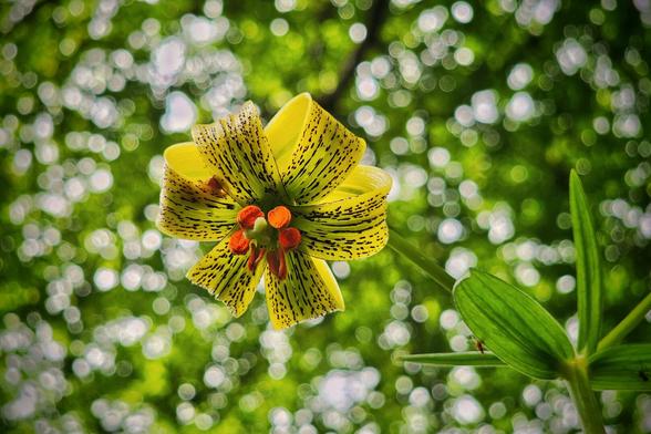 A vibrant yellow and black speckled lily with orange stamens is captured from a low angle, set against a dreamy, bokeh-filled background of green leaves and bright, circular light spots. A single green leaf is visible on the right side of the frame.