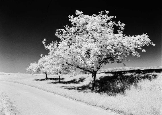 Apple Trees along a way