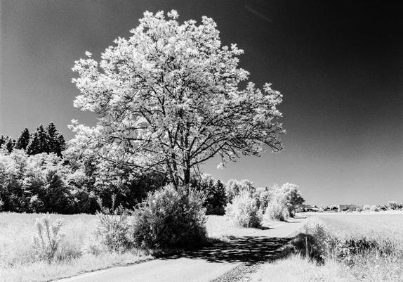 Along a street between fields
