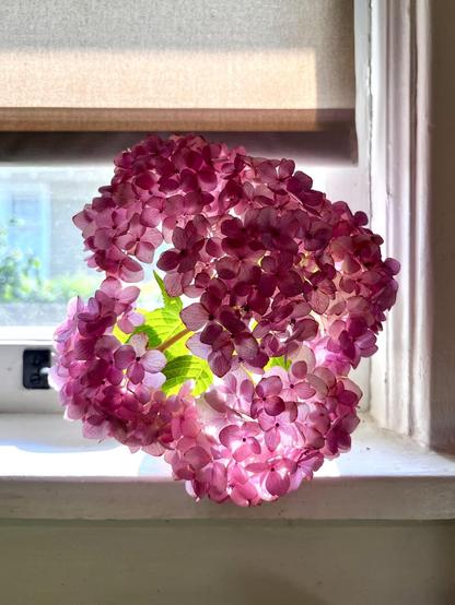 Pink hydrangea blossom in bud vase