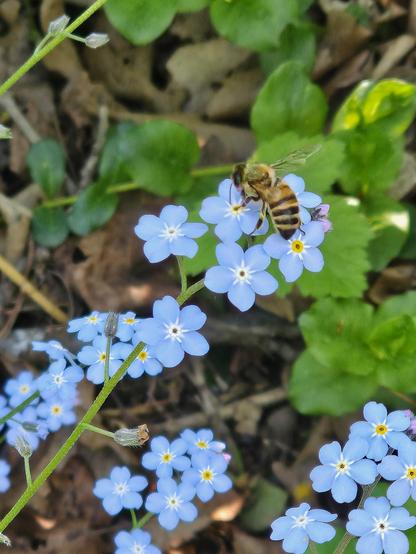 A bee has landed on some forrget me not flowers