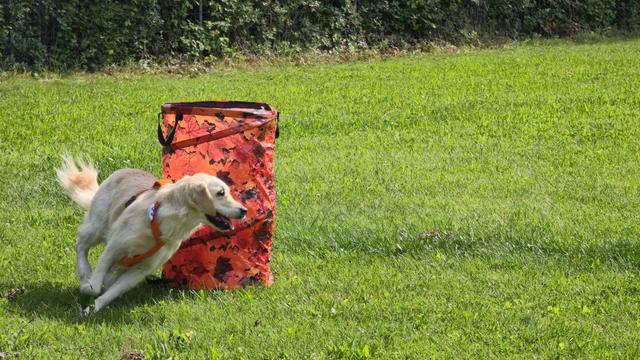 Golden Retriver at Hoopers