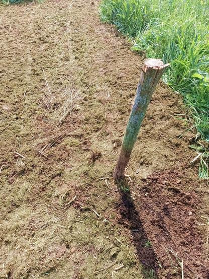 A crooked little walnut sprout consisting of a single bent stem with no leaves. There are buds but they never opened. A large wooden stake marks it so it doesn't get chopped down by accident.