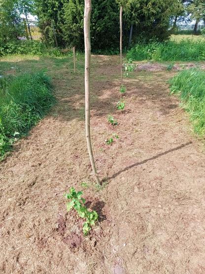A row of freshly planted plants along with some sticks. There's yesterdays white lilac plants in the back and foremost a blackcurrant. The jungle around has been mulched to give them space.