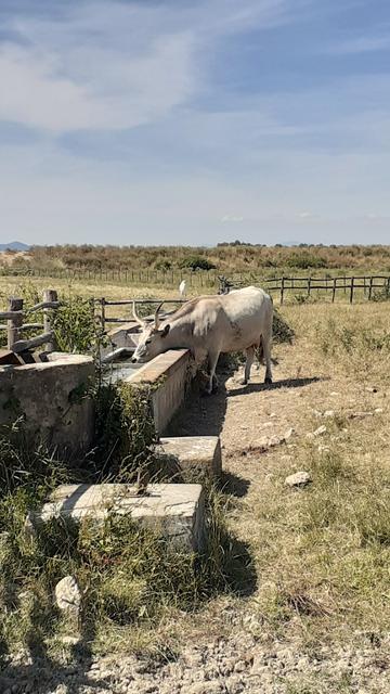 vacca maremmana che beve, dietro la campagna, una garzetta sta appollaiata su una staccionata