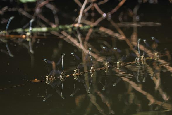 Das Bild zeigt mehrere Kleinlibellen, die auf einem dünnen Ast über ruhigem Wasser sitzen. Der Ast liegt fast direkt auf der Wasseroberfläche. Die Libellen sind in einer Reihe angeordnet und ihre Spiegelungen sind im Wasser zu sehen. Der Hintergrund ist unscharf, aber man kann Äste und Zweige erkennen, die aus dem Wasser ragen. Die Szene ist dunkel und ruhig.