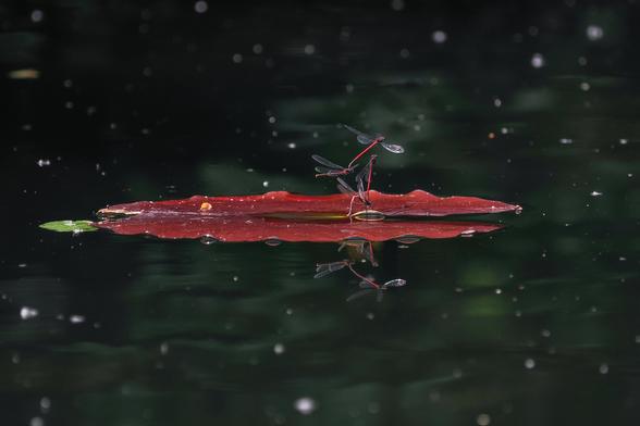 Das Bild zeigt drei rote Libellen, die auf einem dunkelroten Seerosenblatt sitzen, das auf dunklem Wasser schwimmt. Das Wasser ist ruhig und spiegelt die Libellen und das Blatt wider. Der Hintergrund ist dunkel und unscharf, was den Fokus auf die Libellen und das Blatt lenkt.  Die Szene wirkt ruhig und friedlich.