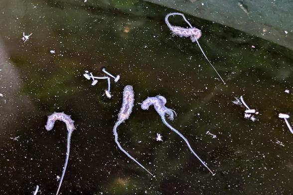 Mehrere Rattenschwanzlarven mit Atemrohr in einer Regentonne; gut zu erkennen sind unterschiedliche Bewegungsformen und Körperhaltungen auf der Wasseroberfläche mit Schwebstoffen. Foto by Johann Seidl, Gartenpoet

Several rat-tailed maggots with breathing tubes in a rain barrel; various postures and motion forms are visible on the dark water surface with floating particles. Photo by Johann Seidl, Gartenpoet