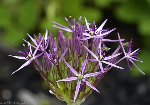 The sharp, pink petals of a flowering onion with a small yellow and black pollinating fly resting on them.