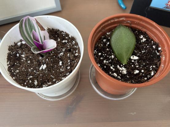 Two plant pots. A white one on the left containing a Tradescantia (variegated leaf with a tinge of purple) and a terracotta coloured pot on the right with a Jade leaf (green bulbous leaf) resting on the soil.