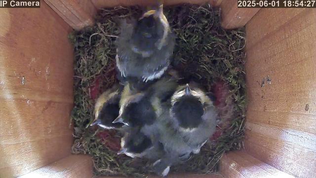 Five juvenile great tits are huddled together in their nest box, looking alert and waiting for food. Their feathers are mostly developed, and they appear healthy and active.