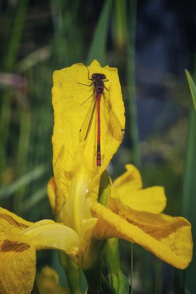 A striking close-up of a red damselfly with black markings resting on a vibrant yellow iris petal. The damselfly's delicate wings are visible, and the petal shows hints of water droplets. The background is a soft blur of green foliage and darker tones.