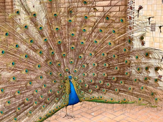The image shows a peacock displaying its full fan of feathers. The peacock has bright blue body feathers and a magnificent spread of tan and brown tail feathers with distinctive blue-green eyespots. The bird stands on a terracotta tile floor, with decorative tiles visible along the wall behind it. The peacock's tail creates a large semicircle display, showing dozens of iridescent eyespots on its brown feathers.