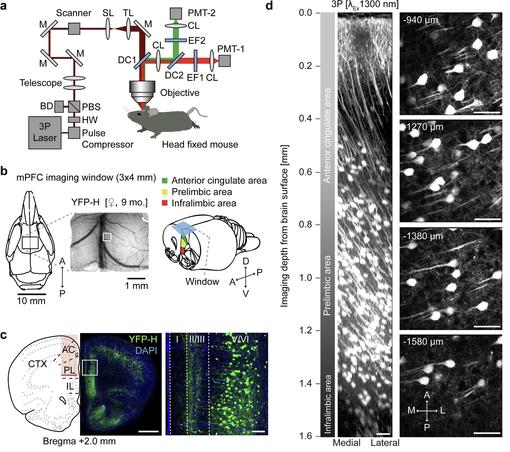 Figure 1: Validation of three-photon imaging of mPFC in vivo.

a Setup scheme with light path and optical components. (BD: beam dump; CL: collection lens; DC: dichroic; EF: emission filter; HW: half-wave plate; M: mirror; PBS: polarizing beam splitter; SL: scan lens; TL: tube lens).
b mPFC imaging window position on the skull and representative image of the brain surface and vasculature (left; indicated ROI of z-stack shown in d); schematic of anatomical localization of imaging window relative to mPFC subareas (right).
c Confocal image of a coronal section 2 mm anterior to bregma showing YFP expression in a YFP-H transgenic mouse. Higher magnification image shows cellular YFP expression in layer V/VI of the mPFC prelimbic area. Scale bars: 1 mm, 100 µm.
d 3D reconstruction of 320 x–y frames from brain surface to 1600 µm depth at 5 µm increments (left), and selected individual frames at indicated depths (right). Scale bars: 50 µm.

© 2025 Fuhrmann, Nebeling, Musacchio et al. Published under CC BY 4.0. Source: https://www.nature.com/articles/s42003-025-08079-8