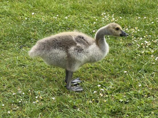 Side view of a gosling standing on green grass.