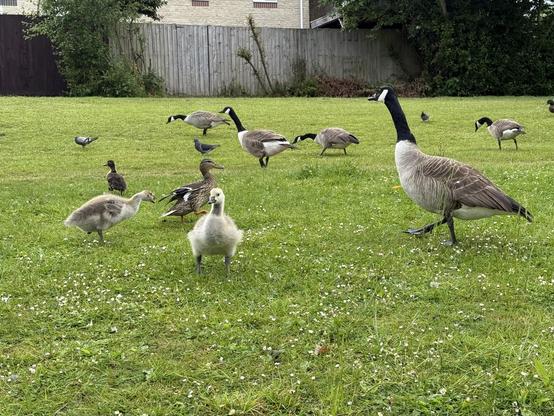 Two goslings, along with a few Canada geese and pigeons, are on the green grass around the lake.
