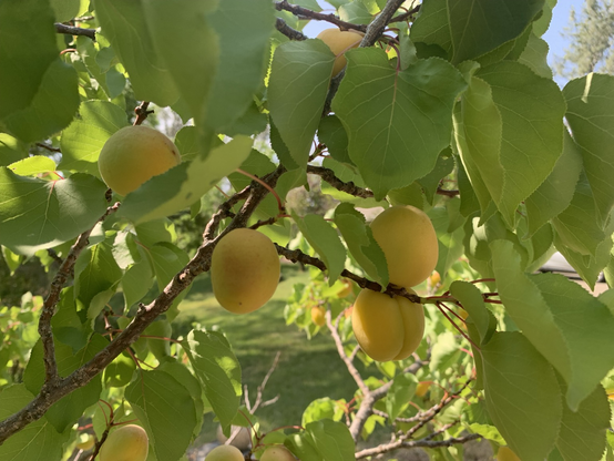 Green-orange apricots are seen on twigs surrounded by green heart-shaped leaves.