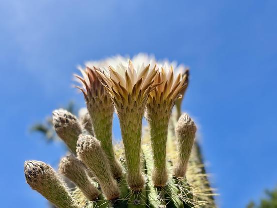 Closeup of intensely yellow cactus flower.