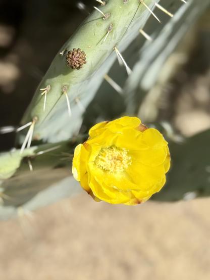 Yellow cactus flower and buds.