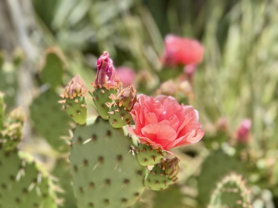 A pink cactus flower is in focus with other pink flowers in various stages in the background.