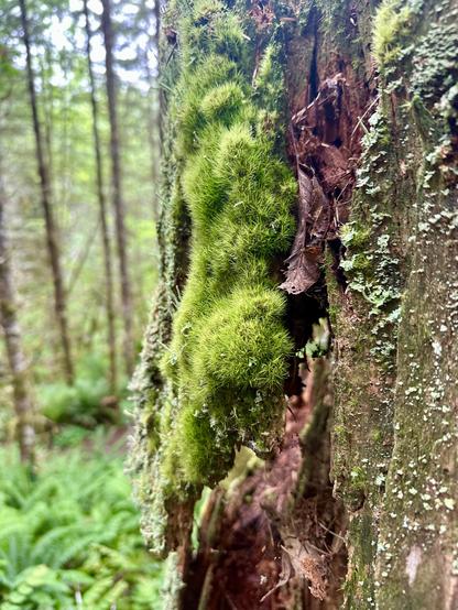 A thick body of furry moss, the size and shape of a big squirrel, clings to the bark of an old decaying tree. Some sparse scaly lichen decorates another area of bark.
