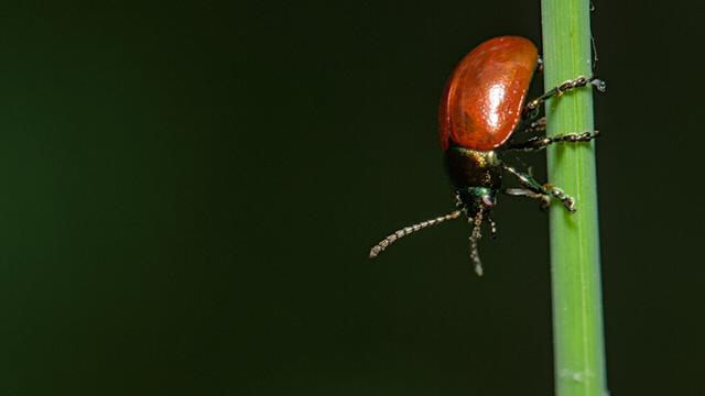Moertje - Chrysolina polita