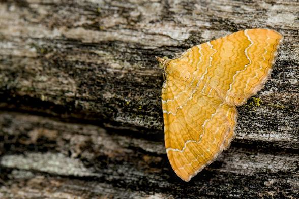 Gestreepte goudspanner
Camptogramma bilineata