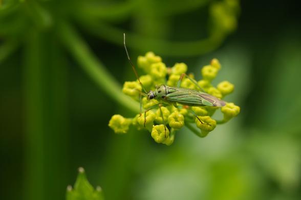 Een klein, lichtgroen insect, Essenprachtblindwants
( Mermitelocerus schmidtii ), zit op een trosje kleine, felgele bloemknoppen van de pastinaak. Het lichaam van het insect heeft subtiele donkergroene en bruinachtige markeringen. De antennes zijn lang en steken omhoog. Het insect is iets uit het midden geplaatst, rechtsboven in beeld, rustend op de bloemtros. Het perspectief is close-up, met de focus op het insect en de bloemknoppen. De achtergrond is onscherp, met een wazige achtergrond van diepgroen blad. De belichting is helder en natuurlijk, waardoor zachte highlights op het insect en de bloemknoppen vallen. De algehele stijl is gedetailleerd en naturalistisch, waardoor de delicate kenmerken van het insect worden benadrukt tegen de levendige geel-groene omgeving.