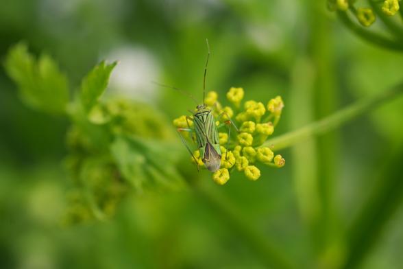 Een klein, lichtgroen insect, Essenprachtblindwants
( Mermitelocerus schmidtii ), zit op een trosje kleine, felgele bloemknoppen van de pastinaak. Het lichaam van het insect heeft subtiele donkergroene en bruinachtige markeringen. De antennes zijn lang en steken omhoog. Het insect is iets uit het midden geplaatst, rechtsboven in beeld, rustend op de bloemtros. Het perspectief is close-up, met de focus op het insect en de bloemknoppen. De achtergrond is onscherp, met een wazige achtergrond van diepgroen blad. De belichting is helder en natuurlijk, waardoor zachte highlights op het insect en de bloemknoppen vallen. De algehele stijl is gedetailleerd en naturalistisch, waardoor de delicate kenmerken van het insect worden benadrukt tegen de levendige geel-groene omgeving.