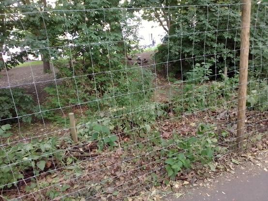 Another (slightly wider shot) view in from the former desire line path between the Green Classroom and the unchristened 'wedge'