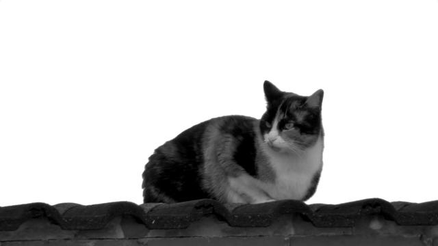 Nachbarkatze auf dem Garagendach
Neighbouring cat on the garage roof