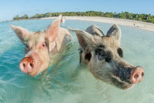 How did pigs get to Pig Beach?