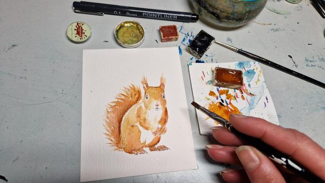 Male Eichhörnchen