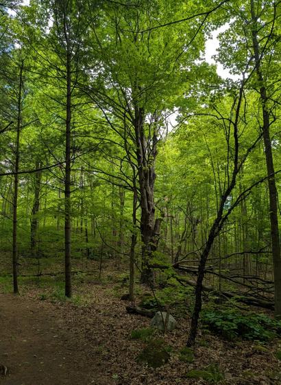 An old maple tree stands in the middle of a glade in the forest. Green forest canopy all around. A few shrubs on the forest floor. A patch of blue sky can be seen on the top left.
